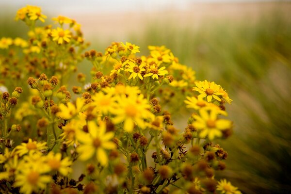Fiore giallo nel campo estivo